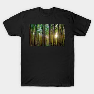 Sunshine Through a Redwood Forest T-Shirt